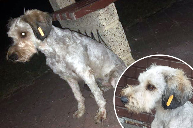 Psi sa narandžastom markicom bezbedni po ljude i okolinu