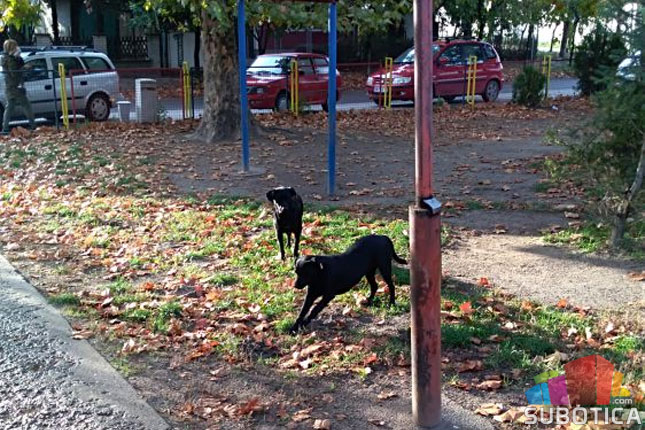 Psi sa narandžastom markicom bezbedni po ljude i okolinu