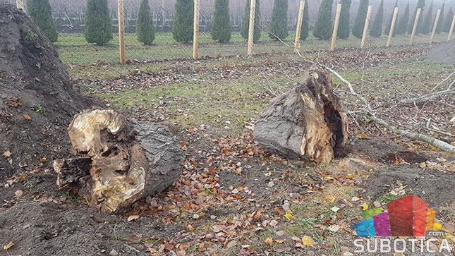 Nelegalno posečen vetrozaštitni pojas na obilaznici oko Palića