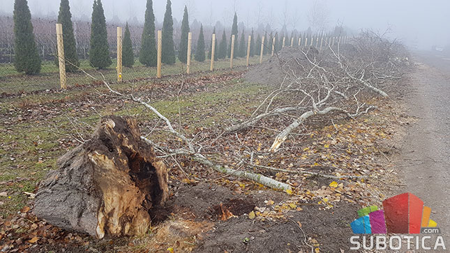 Nelegalno posečen vetrozaštitni pojas na obilaznici oko Palića