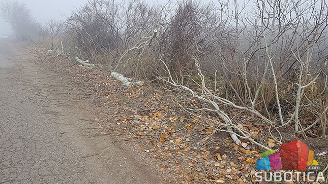 Nelegalno posečen vetrozaštitni pojas na obilaznici oko Palića