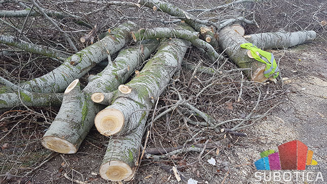 Nelegalno posečen vetrozaštitni pojas na obilaznici oko Palića