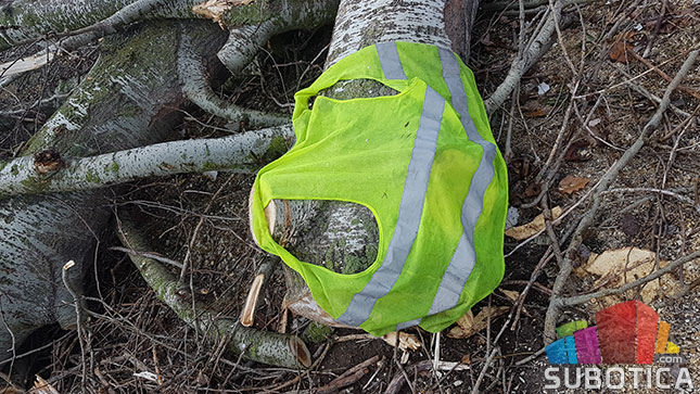 Nelegalno posečen vetrozaštitni pojas na obilaznici oko Palića