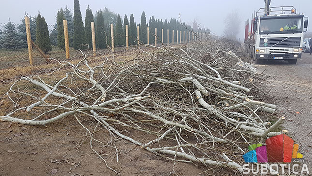 Nelegalno posečen vetrozaštitni pojas na obilaznici oko Palića