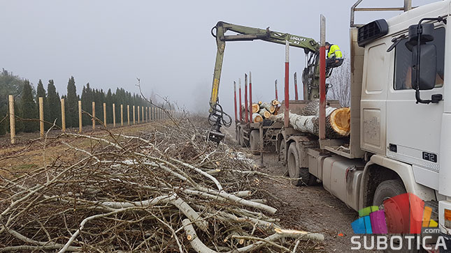 Nelegalno posečen vetrozaštitni pojas na obilaznici oko Palića