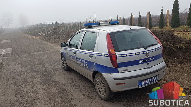 Nelegalno posečen vetrozaštitni pojas na obilaznici oko Palića