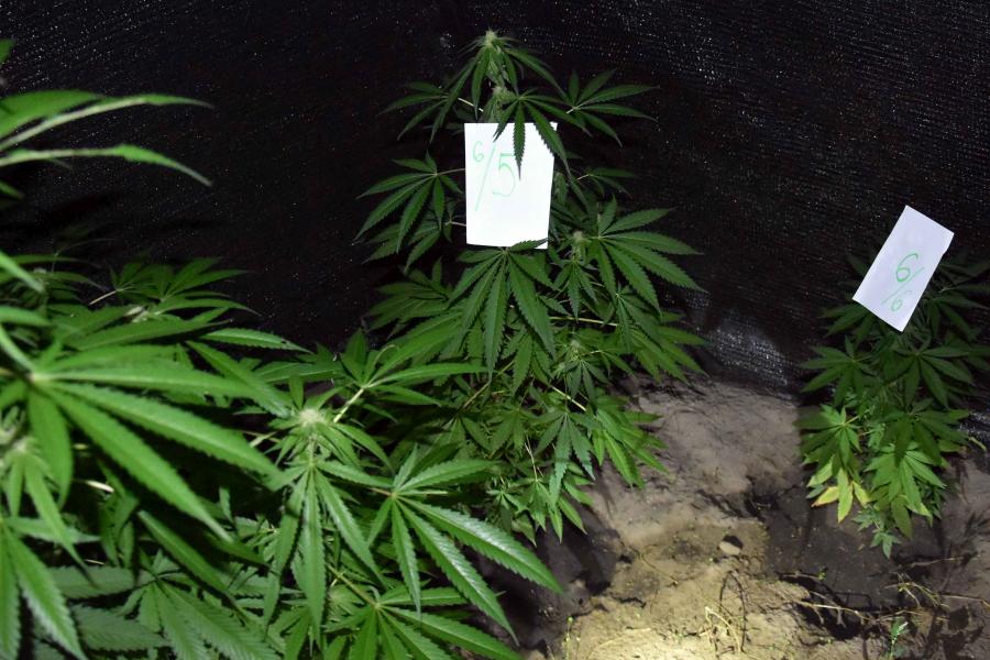 Uhapšen mladić osumnjičen za uzgajanje i prodaju marihuane