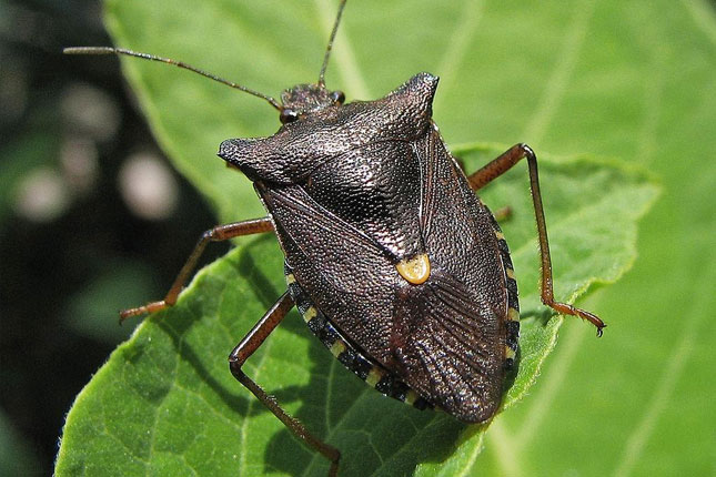 Suzbijanje komaraca i krpelja od druge polovine aprila
