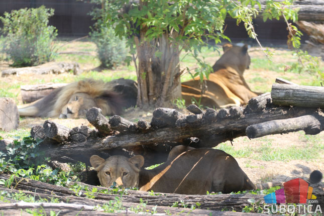 Lavica u palićkom Zoo vrtu donela na svet četiri mladunčeta