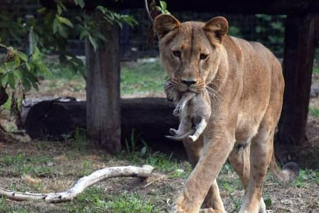 Lavica u palićkom Zoo vrtu donela na svet četiri mladunčeta