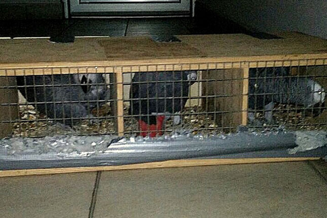 Sprečen nelegalan unos četiri zaštićene vrste papagaja