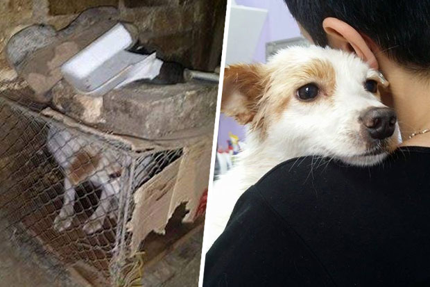 Udruženje "Anima" spasilo deset životinja iz jednog doma