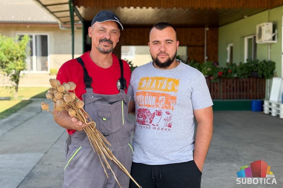 Biljka na koju smo zaboravili se vraća na njive: Mak iz Male Bosne ide pravo za Nemačku