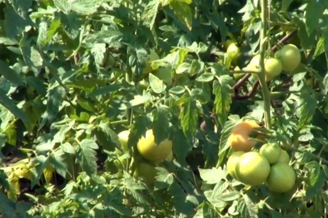 Njiva umesto zatvorske ćelije