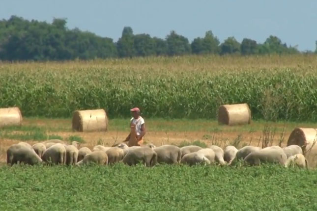 Njiva umesto zatvorske ćelije