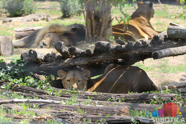Postoje očevici koji tvrde da su lavići pojedeni nakon što ih je čopor odbacio