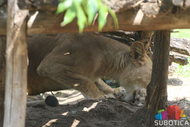 Postoje očevici koji tvrde da su lavići pojedeni nakon što ih je čopor odbacio