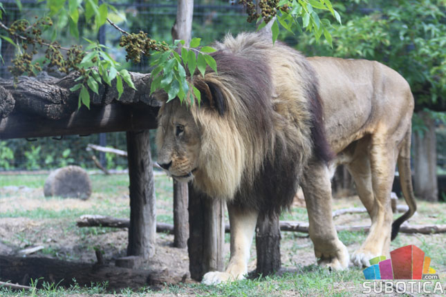 Postoje očevici koji tvrde da su lavići pojedeni nakon što ih je čopor odbacio