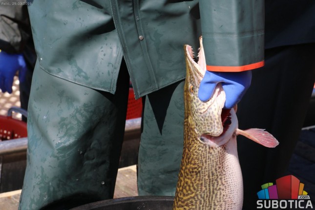 U toku izlov babuški u cilju zaštite biodiverziteta Palićkog jezera