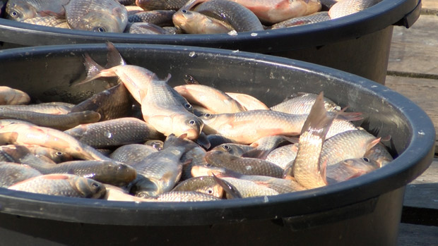 Počeo izlov ribe iz Palićkog jezera