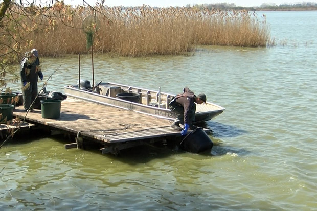 Počeo izlov ribe iz Palićkog jezera