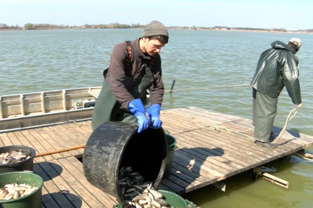 Počeo izlov ribe iz Palićkog jezera