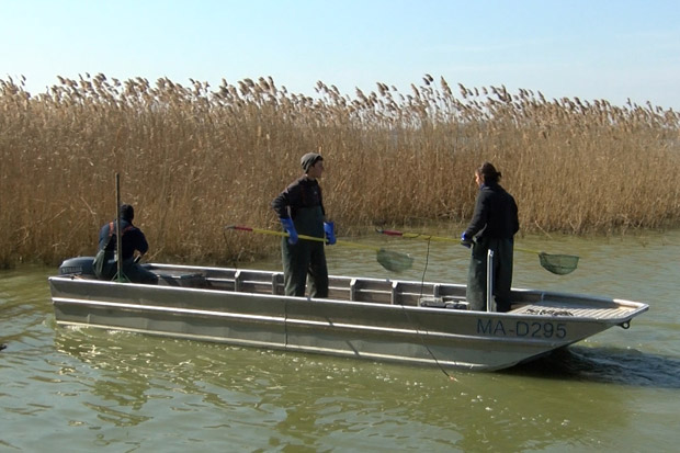 Počeo izlov ribe iz Palićkog jezera