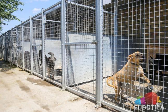 Bez kontrole vlasničkih pasa, nema ni kontrole pasa lutalica