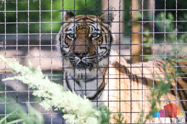 Zoo-vrt na Paliću tokom praznika posetilo više od 22.000 ljudi