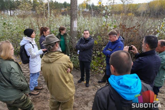Seča drveća u Subotičkoj peščari mora biti transparentna