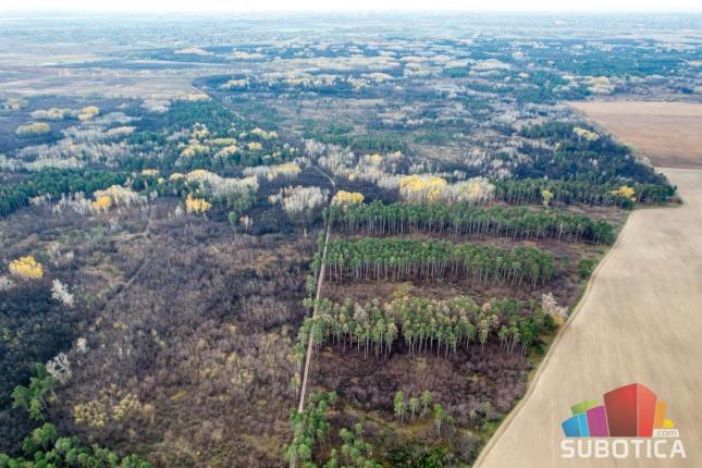 Seča drveća u Subotičkoj peščari mora biti transparentna