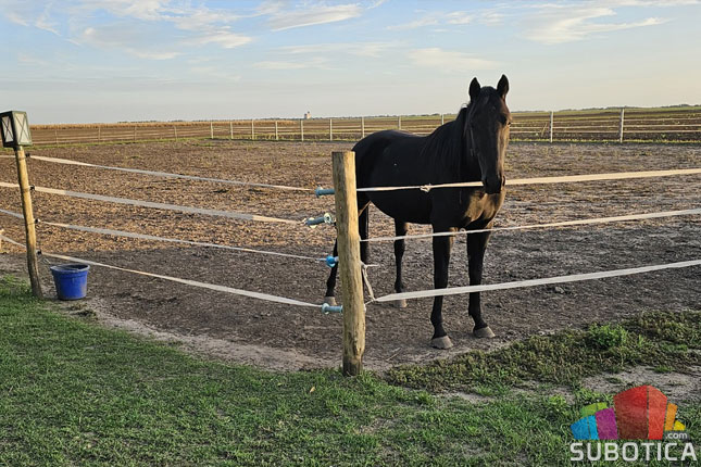 Sarić salaš otkriva blagodeti hipoterapije