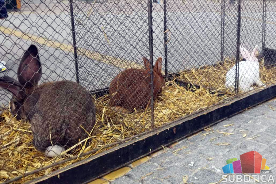 Obeležen Svetski dan životinja – tradicija, ljubav i nove generacije