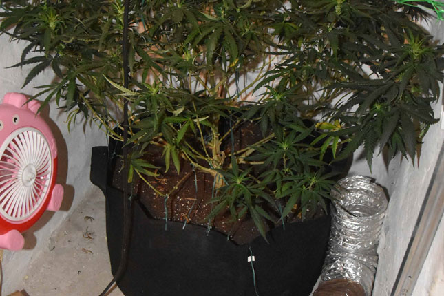Otkrivene dve improvizovane laboratorije za uzgoj marihuane