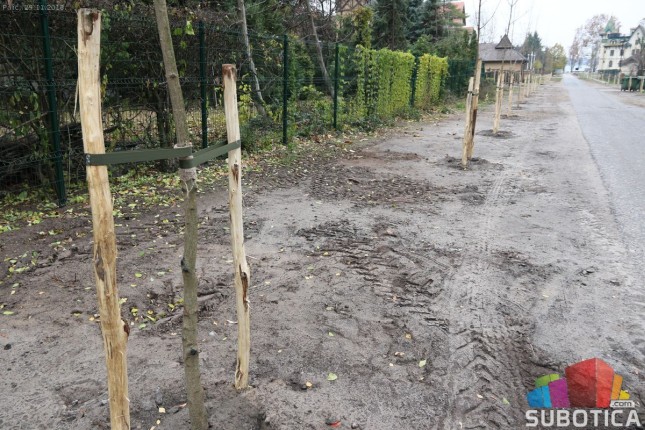 U Jezerskoj ulici zasađene nove sadnice klena i jasena