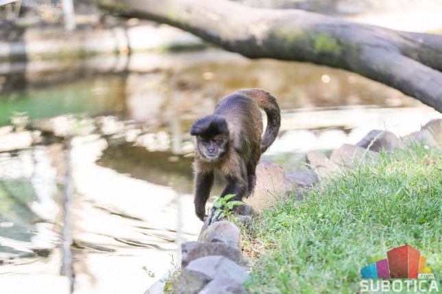 Ženku persijskog leoparda usmrtio mužjak, piton progutao majmuna