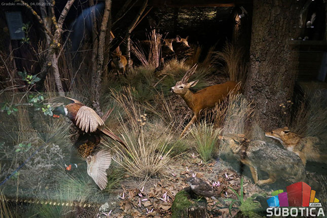 Od ledenog do savremenog doba kroz Severnu Bačku