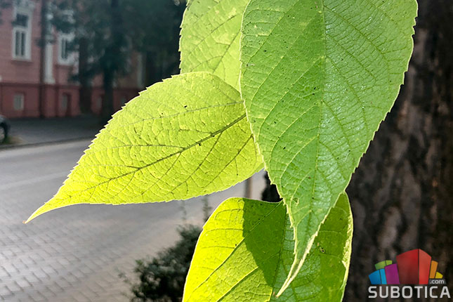 Šta to "pucketa" pod točkovima i đonovima u ulici Braće Radić?