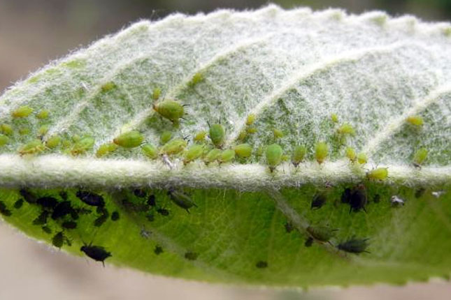 Šta to "pucketa" pod točkovima i đonovima u ulici Braće Radić?
