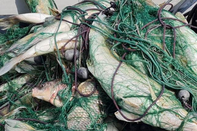 U mrežama ribokradica otkriveno 200 kilograma uginulog smuđa, u zamku se "upecao" i naš sugrađanin