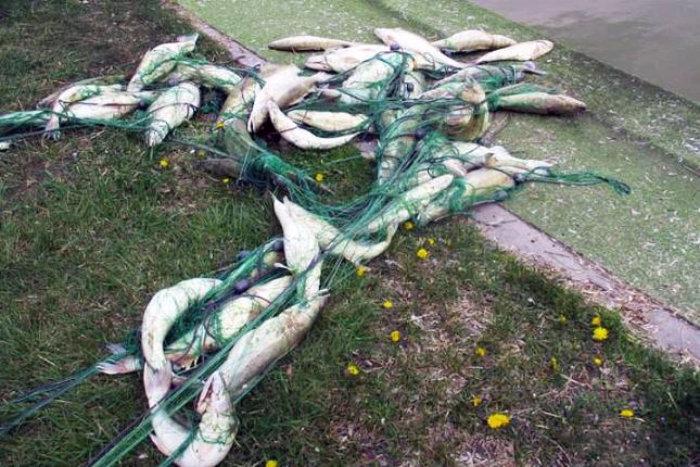 U mrežama ribokradica otkriveno 200 kilograma uginulog smuđa, u zamku se "upecao" i naš sugrađanin