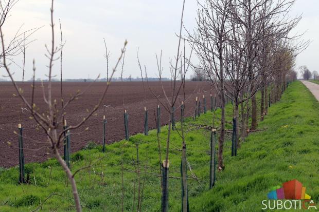 Gradonačelnik obišao radove na rekonstrukciji vetrozaštitnih pojaseva