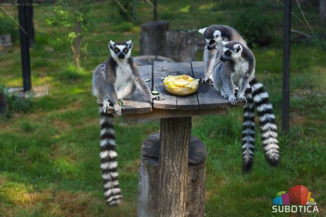I životinjama u zoo-vrtu treba osveženje
