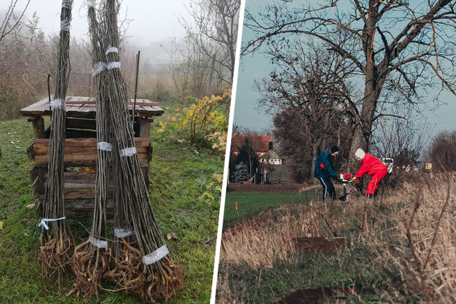 Nastavljena sadnja drvoreda na relaciji Bačka Topola-Mali Iđoš