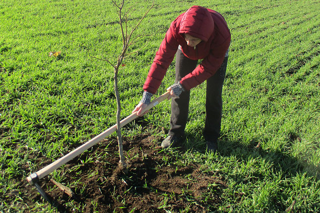Nastavljena sadnja drvoreda na relaciji Bačka Topola-Mali Iđoš