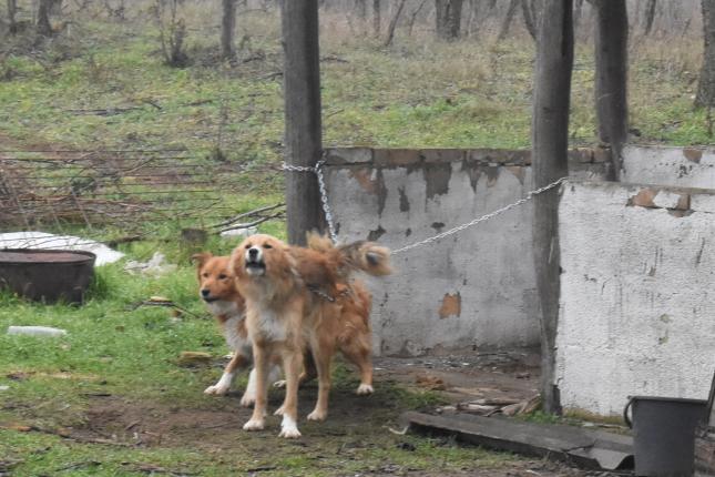U privatnom prihvatilištu pedesetak pasa držano u izuzetno lošim uslovima