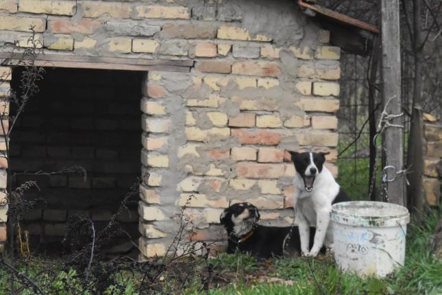 U privatnom prihvatilištu pedesetak pasa držano u izuzetno lošim uslovima