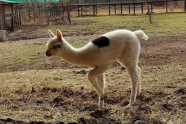 Zoo vrt bogatiji za mladunče bivola, nedavno rođeni i ženka alpake i mladunče de braza majmuna