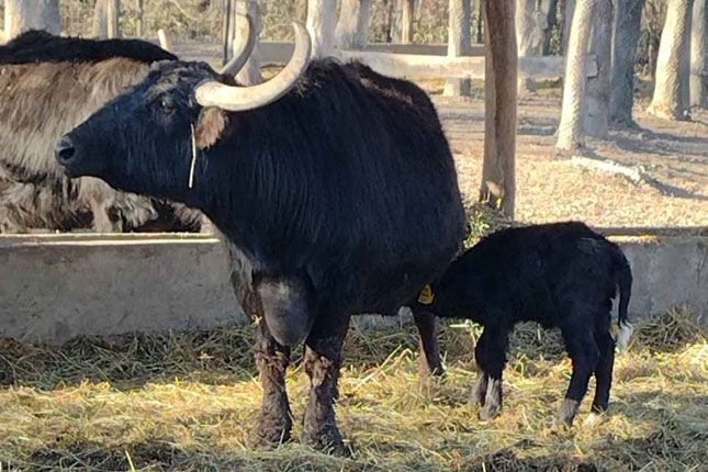 Zoo vrt bogatiji za mladunče bivola, nedavno rođeni i ženka alpake i mladunče de braza majmuna