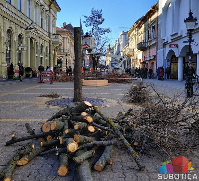 Počela seča lipa na Korzou, biće zamenjene novom vrstom